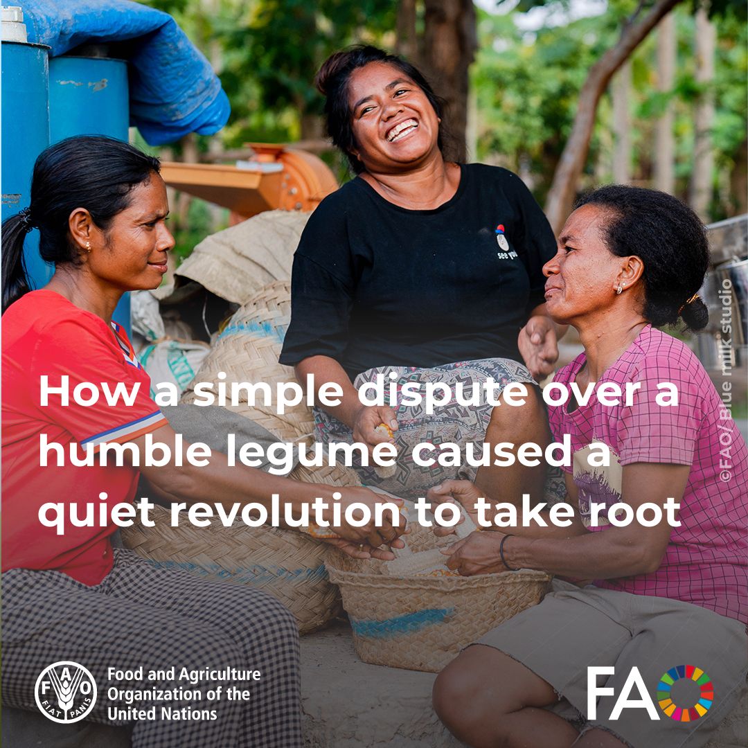 FAO Asia Pacific (@faoasiapacific) on Twitter photo ✍️ <a href="/FAO/">Food and Agriculture Organization</a> Feature Story!
With advice from FAO, and financial support from <a href="/USAID/">USAID</a> and the European Union, a group of women in Betano, Timor-Leste started applying conservation agriculture techniques to their land with great success.
Read the story👉bit.ly/474qAiL ✍️ <a href="/FAO/">Food and Agriculture Organization</a> Feature Story!
With advice from FAO, and financial support from <a href="/USAID/">USAID</a> and the European Union, a group of women in Betano, Timor-Leste started applying conservation agriculture techniques to their land with great success.
Read the story👉bit.ly/474qAiL