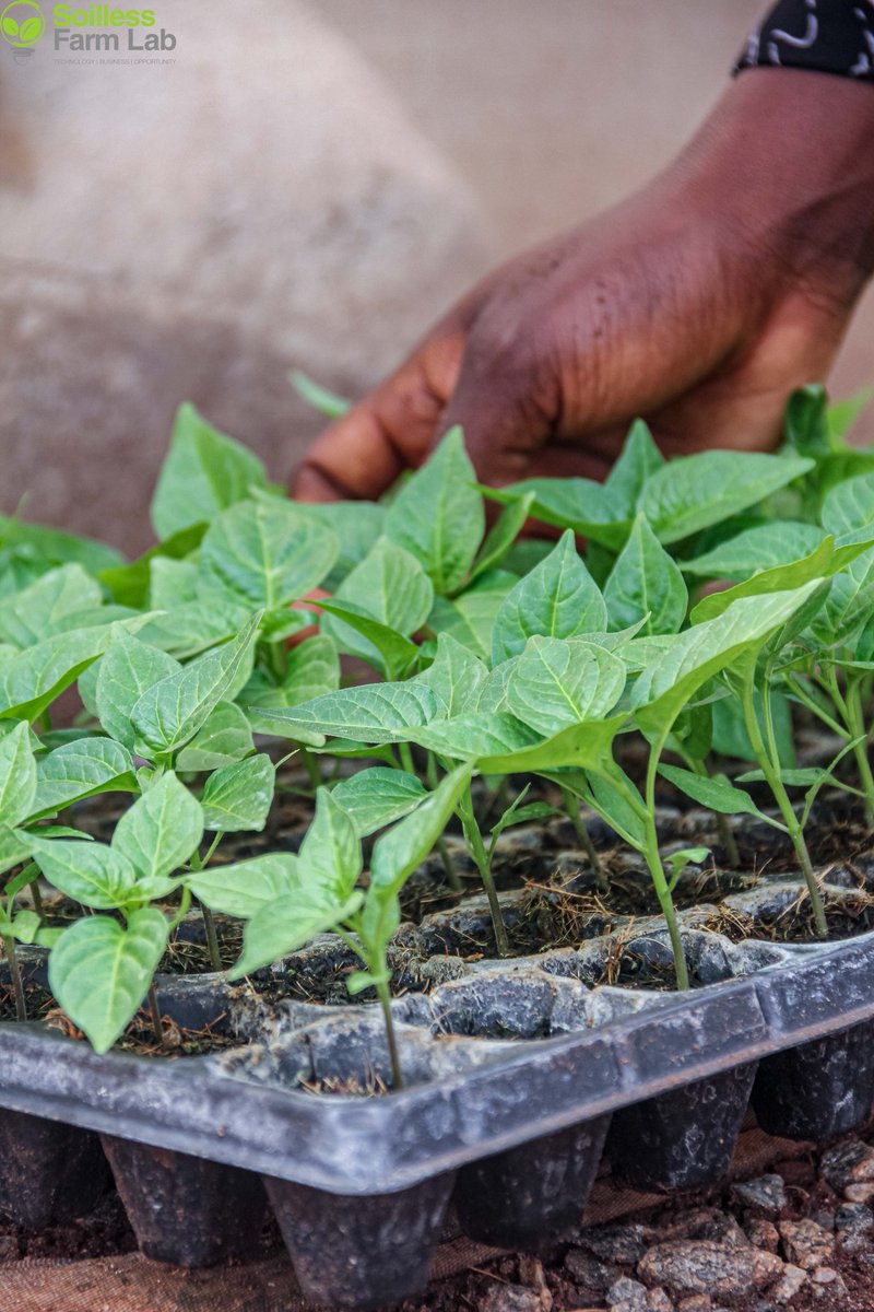 Samsonprolific's tweet photo. Yesterday, 
Habanero pepper seedlings began their journey

Seeds origin: Netherlands 
Farm location: Nigeria
Destination: UK

28 hectares of greenhouse
Tomatoes | Bell pepper | Habanero pepper | Ugu | Lettuce, etc

#FarmerSamson #TheWizardFarmer https://t.co/DE3HACGh3F