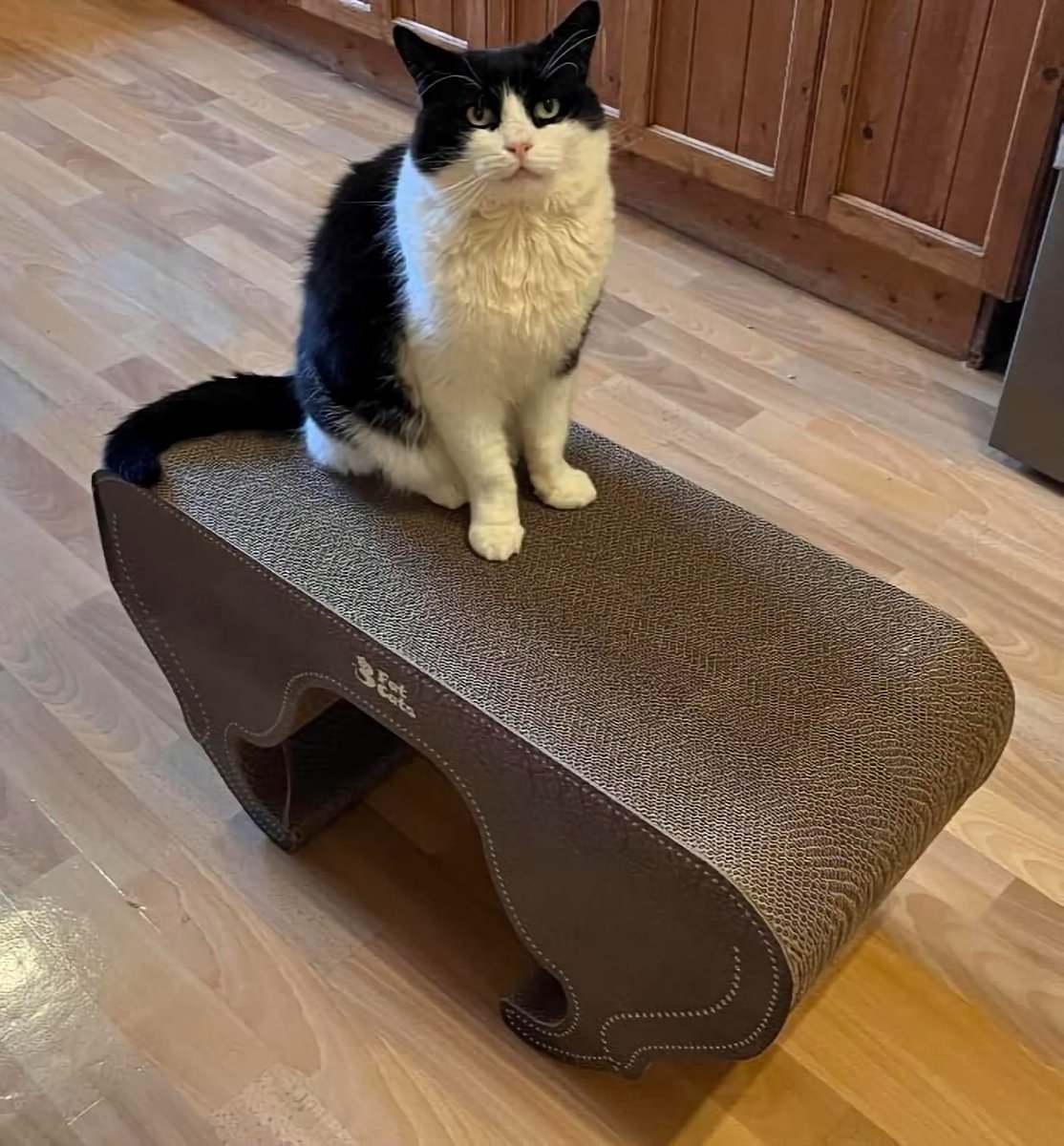 3fatcatsuk's tweet image. Calling all cat parents! Give your fur babies the luxury they deserve with the Duplicat cat scratch lounger. Watch them lounge in style and comfort! 😻 Share a video of your cats enjoying their new throne below! 🎥 wix.to/2CgffHP #ModernPets #SpoiledCat #HappyFeline