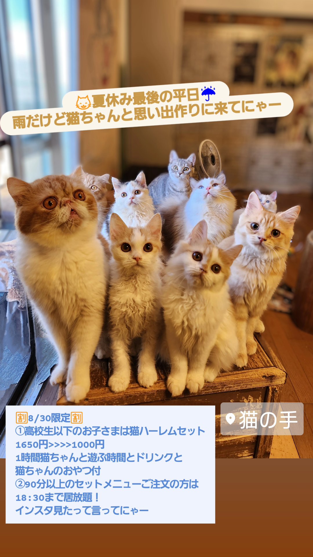 ねここねこ  柏の猫カフェ猫の手 on X: 