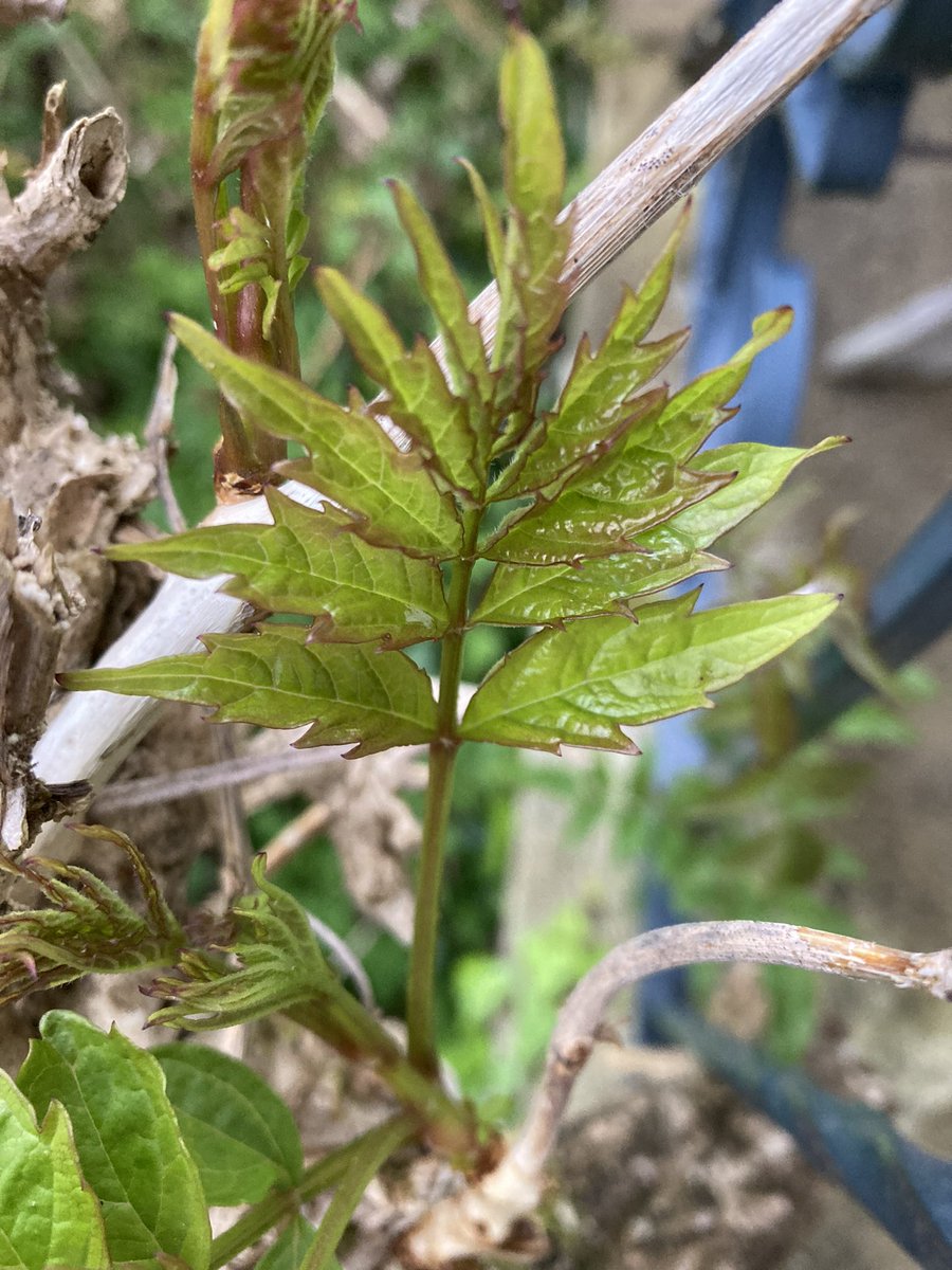 Pam 🌱🌴🌲🌳🌷🌺🪻🐳 tweet media