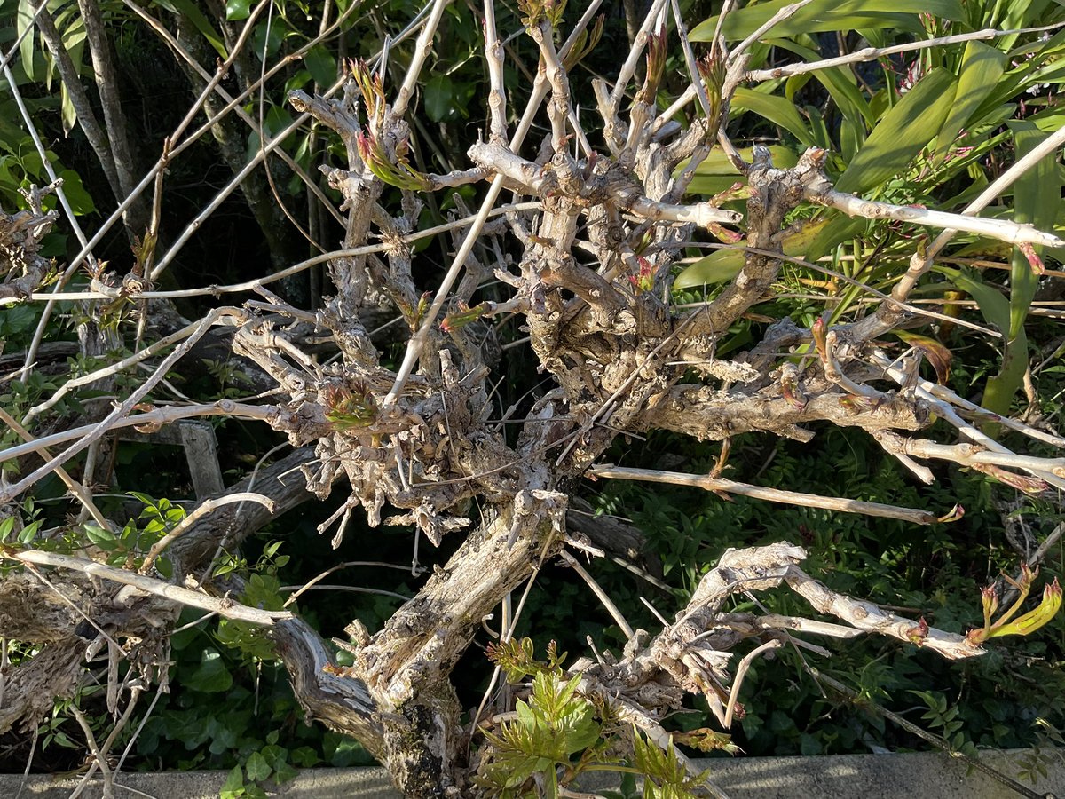 Pam 🌱🌴🌲🌳🌷🌺🪻🐳 tweet media