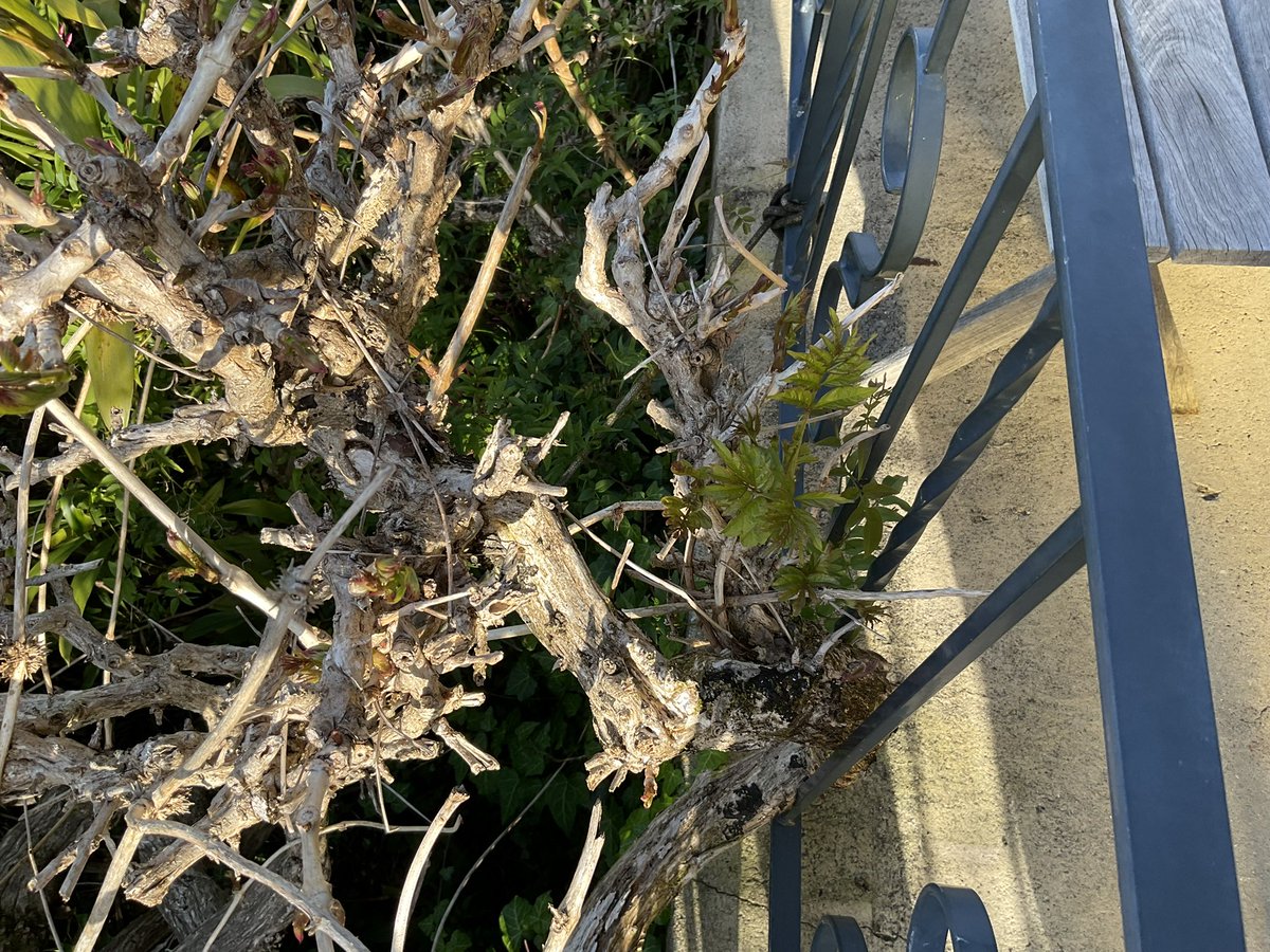 Pam 🌱🌴🌲🌳🌷🌺🪻🐳 tweet media