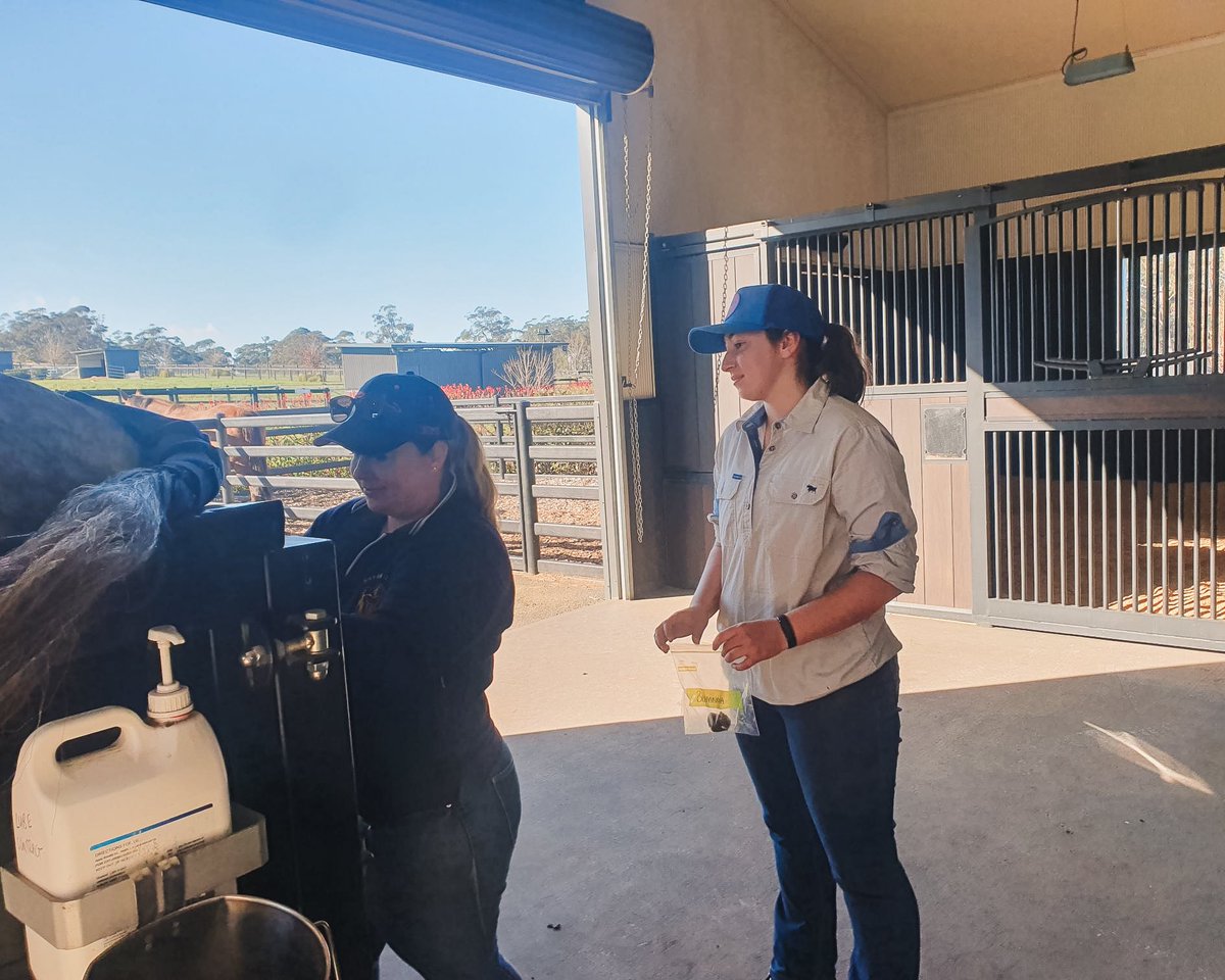 silverdale_farm's tweet photo. Last week, we had the pleasure of welcoming 16-year-old Indiana from Mount Saint Josephs, Milperra to Silverdale Farm for a week of hands-on learning ⭐️

Completing 35 hours towards her Certificate II in Agriculture (Horse Focus) through @tafensw, Indiana impressed us all with her passion, maturity, and solid skill set. With experience at various racing stables, including @godolphin’s Crown Lodge under her belt, we’re confident she’s on a path to success in the industry 💪

We hope to see you back at Silverdale soon Indiana!

#GreatTimesAhead
