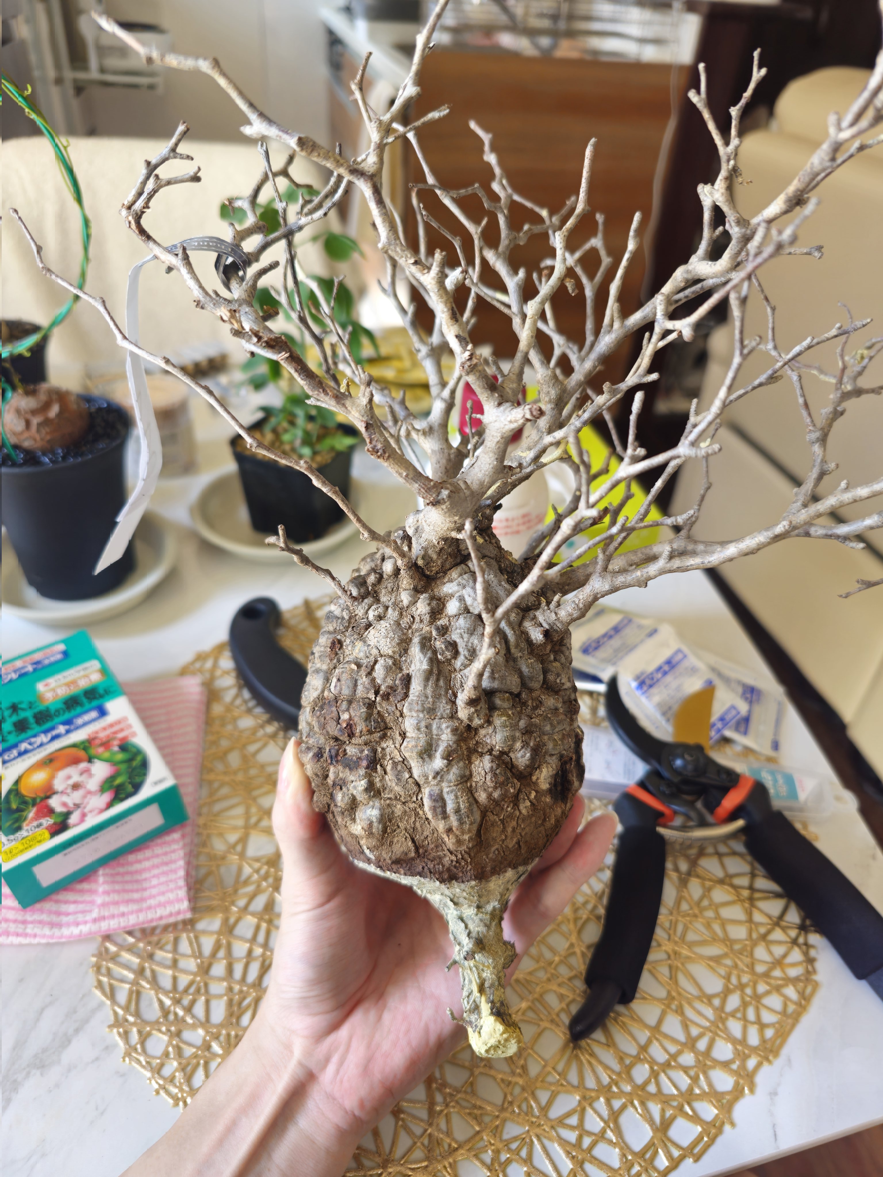 ここにゃん。 on X: 