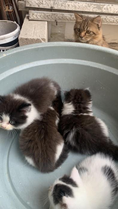 kochengfs's tweet photo. kcg! 🐈 : memantau bocil bocil bermain😾 https://t.co/IzNxQVk5X2