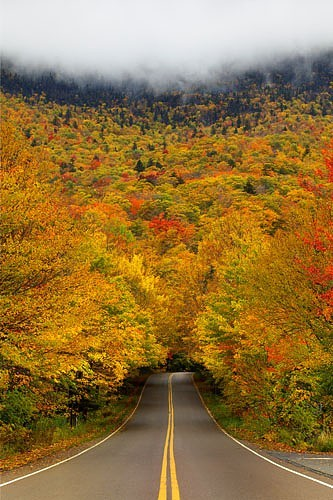 dkouf's tweet photo. Autumn Tree Tunnel, Smuggler's Notch State Park, Vermont #AutumnTreeTunnel #Smuggler'sNotchStatePark #Vermont https://t.co/3KNBT7Vgq5 https://t.co/EeSEjrN2wF