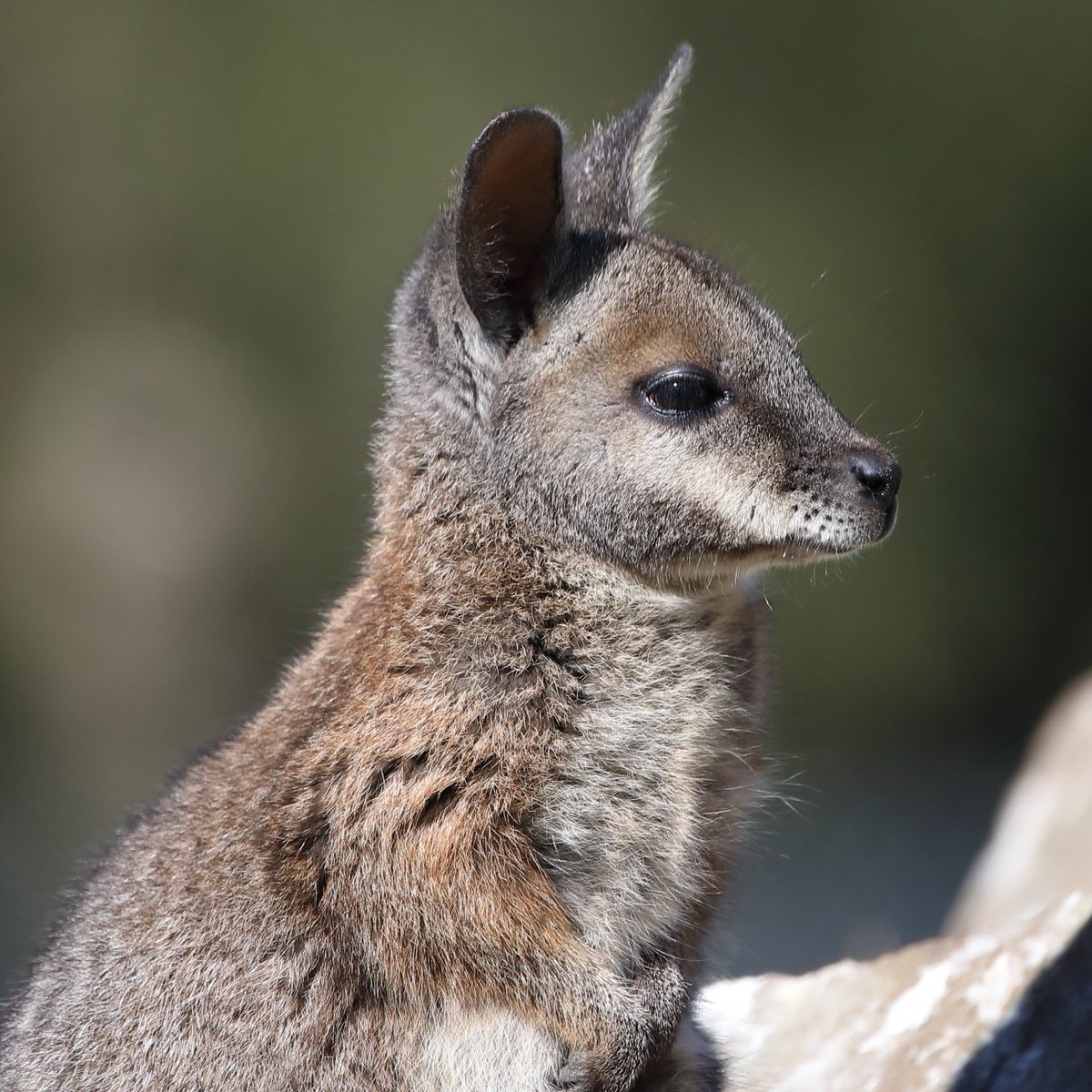 New research led by UNSW geneticists has studied the testes of the tammar wallaby to discover how fathers silence their X chromosome in their daughters.

The findings advance knowledge in evolutionary biology and human physiology. Read the full paper here: pnas.org/doi/10.1073/pn…