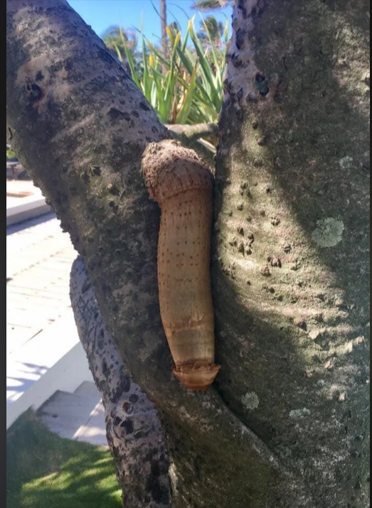 hwforlongevity's tweet photo. Pine 🎍 pollen is the cheat code for morning 🪵 wood 🍆.

Bonus: Add Pine Bark and Shilajit before 😴...hrs later...wake up 😲 https://t.co/MGgzYM0sI3