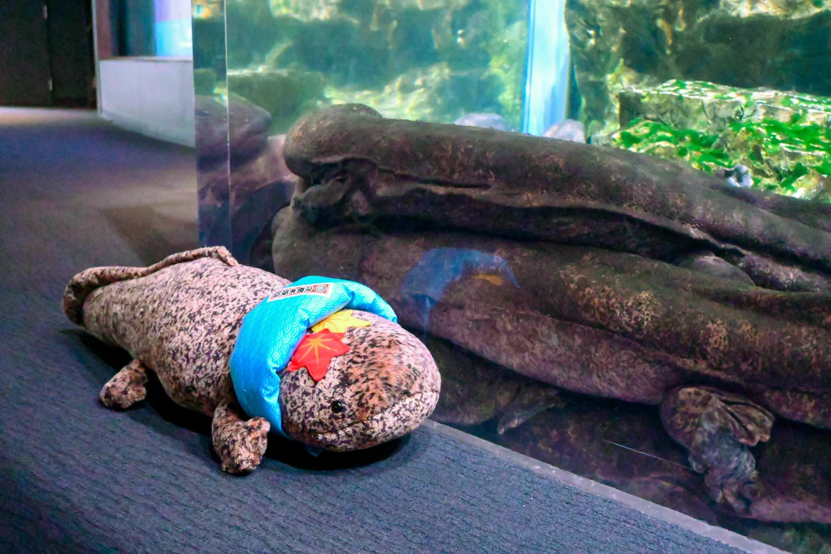 京都水族館 on X: 