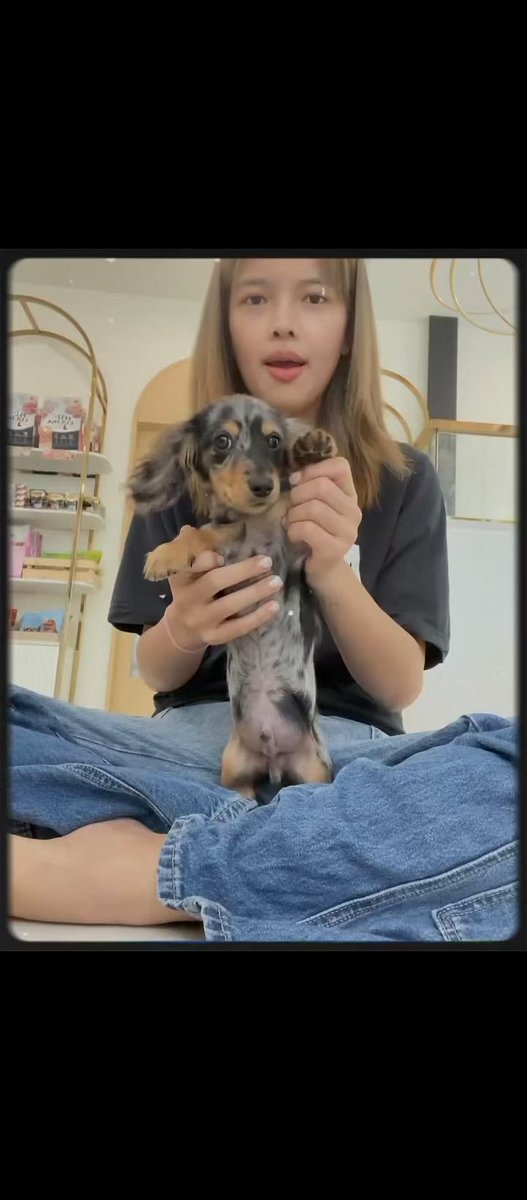 XL301424's tweet photo. @Freen_beck0825 The most frightening thing is that this is not once or twice. Every time fluffy is in her hands, she is taught all kinds of bad habits. Instead of raising the dog, she plays with it like a toy. I am worried about fluffy's spine https://t.co/tzX6Vh3LDW