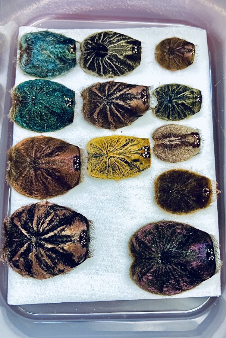 🕷️背甲collection✨✨✨