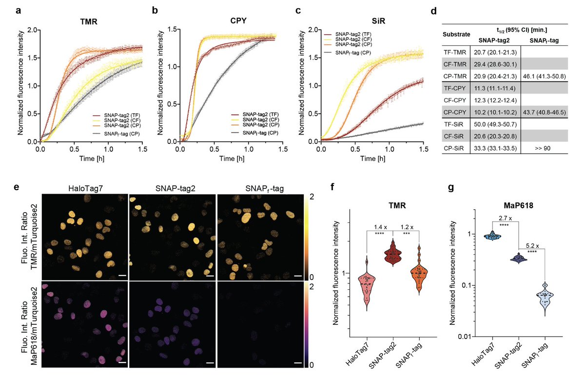 SNAP-tag2: faster and brighter protein labeling
biorxiv.org/content/10.110…