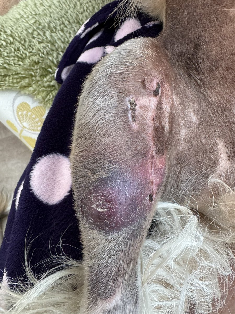 Junior20Office's tweet image. Day 16:#OJs #CrateOfBoredom 
Back to vets for an X-ray on ma leg today
So no food allowed ..cept carer#1 nearly forgot and was about to give me a hollowcarb (Bonio) until carer#2  sed NOooooo!!! 😕 carers think ma leg a bit better than yesterday..