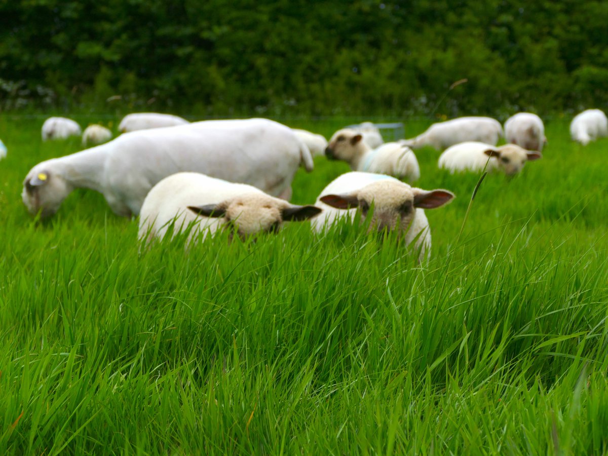 📑 EVIDENCE FOR PASTURE-BASED SYSTEMS

A recent study provided strong evidence that the Pasture for Life approach to livestock production is not only resilient and viable but also contributes significantly to the delivery of broader public goods...1/3