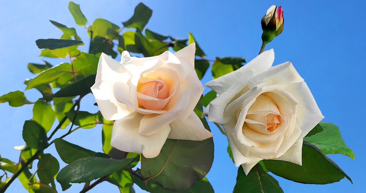 Good morning, my friends in Twitter Land☀️
I wish you all a happy Friday🌹

No matter how many times we get lost, we will meet each other again at other times. ❤️🌹❤️Because our love will never end, it's written in the universe.💞
#flowerlovers #roses #love #flowerphotography