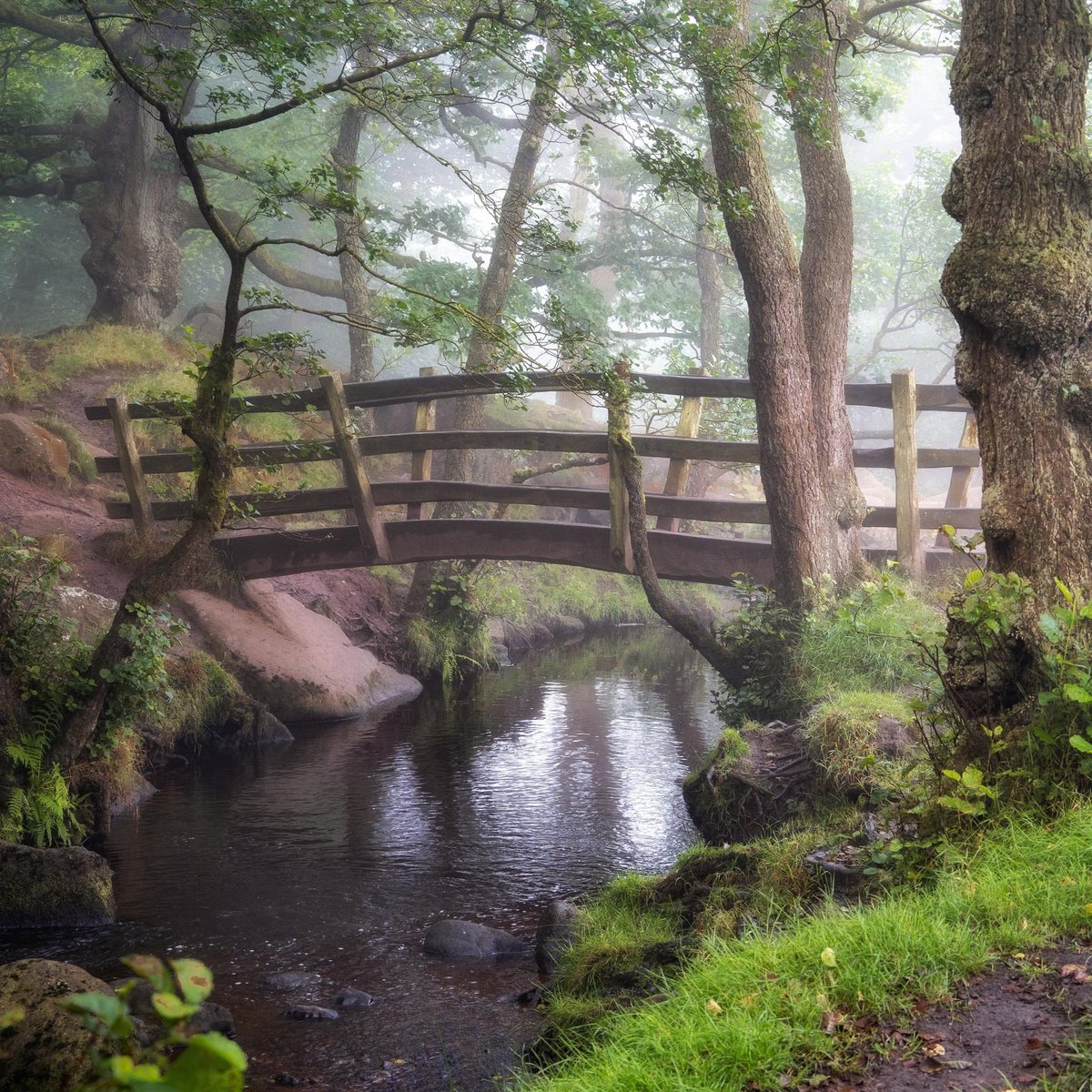 Each time I walk in Padley Gorge, though I tell myself sternly, "Stay away from the bridge, walk past the bridge, do NOT photograph the bridge" - I can't resist it. And on this misty, shining morning, with the early light on the midsummer green, it looked pretty darned perfect.