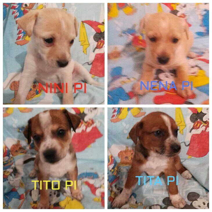 NuevaVidaAdop's tweet photo. #madrid 
CAMADA en #adopcionresponsable 
Rescatamos a su mami de la calle a punto de dar a luz
Son mestizos y tienen 1,5meses 
En edad adulta tendrán tamaño peque
Se entregan chipados,vacunados,desparasitados y CON compromiso de castracion 
CONTACTO 📩facenuevavida@gmail.com
#rt https://t.co/sNe88C4R38