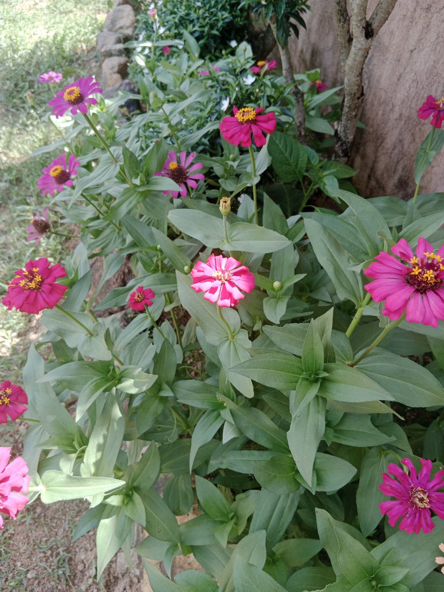 AKIMBO_888's tweet photo. #flowersonfriday
#zinnias
#dayshot
#nightshot
A fortunate and frolicky flowers on Friday to us all. 🍀🙏🤗
Eat healthier. ❤️🩹
Hydrate often. 🚰🧉
Stay safe. 🙏😇
Happy Friday everyone! 😄 https://t.co/aU773SLZJ3