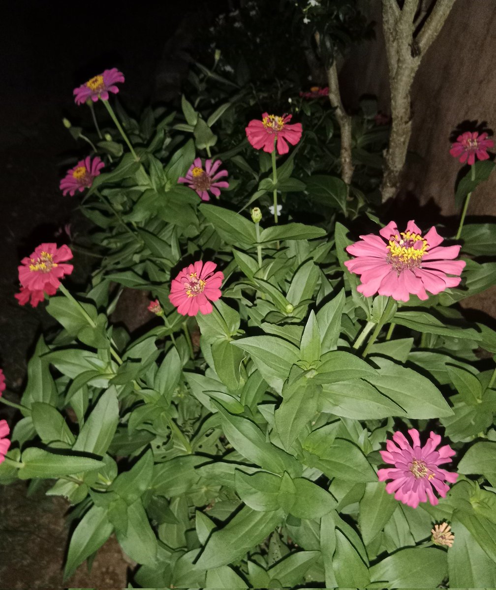 AKIMBO_888's tweet photo. #flowersonfriday
#zinnias
#dayshot
#nightshot
A fortunate and frolicky flowers on Friday to us all. 🍀🙏🤗
Eat healthier. ❤️🩹
Hydrate often. 🚰🧉
Stay safe. 🙏😇
Happy Friday everyone! 😄 https://t.co/aU773SLZJ3