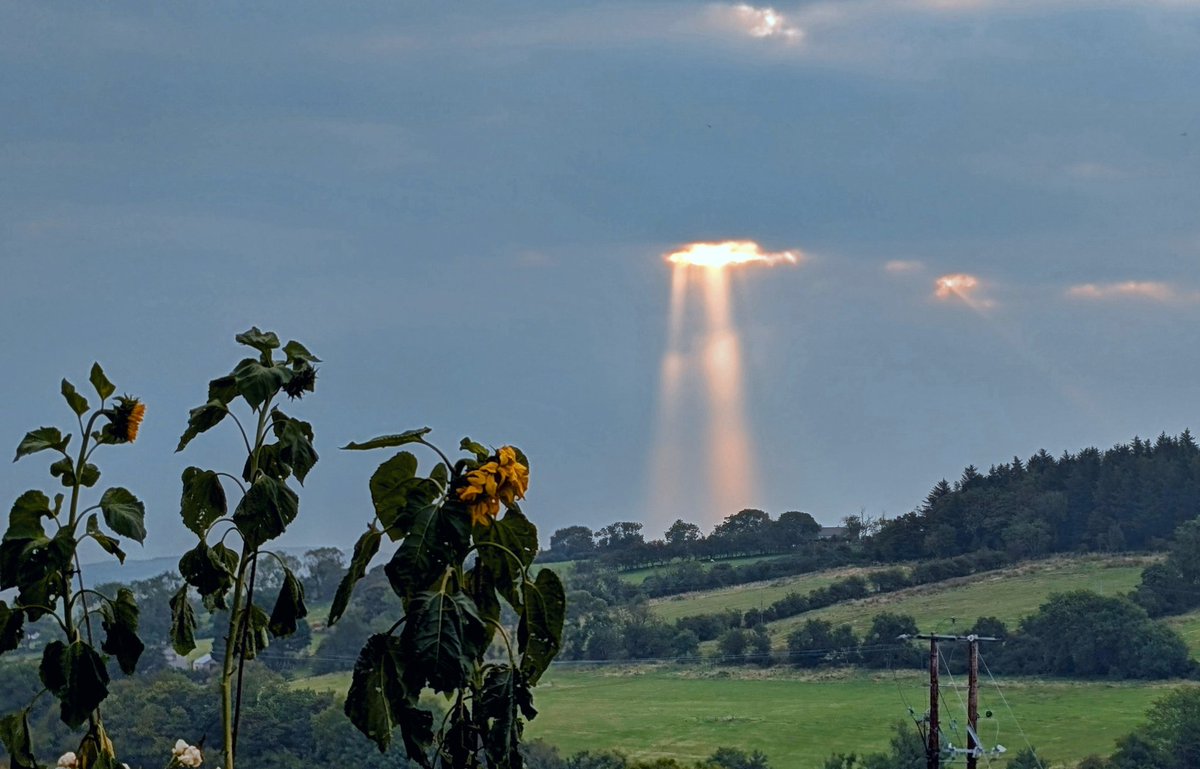 annlizkelly's tweet image. Sunflowers and sunrays #Sunflowers #Sunrays #Ballycastle @bbcweather @deric_tv #VMWeather @DiscoverNI @LoveBallymena @WeatherCee @exploreccag @angie_weather @Louise_utv @WeatherAisling @barrabest @Ailser99 @nigelmillen @EventsCauseway @geoff_maskell