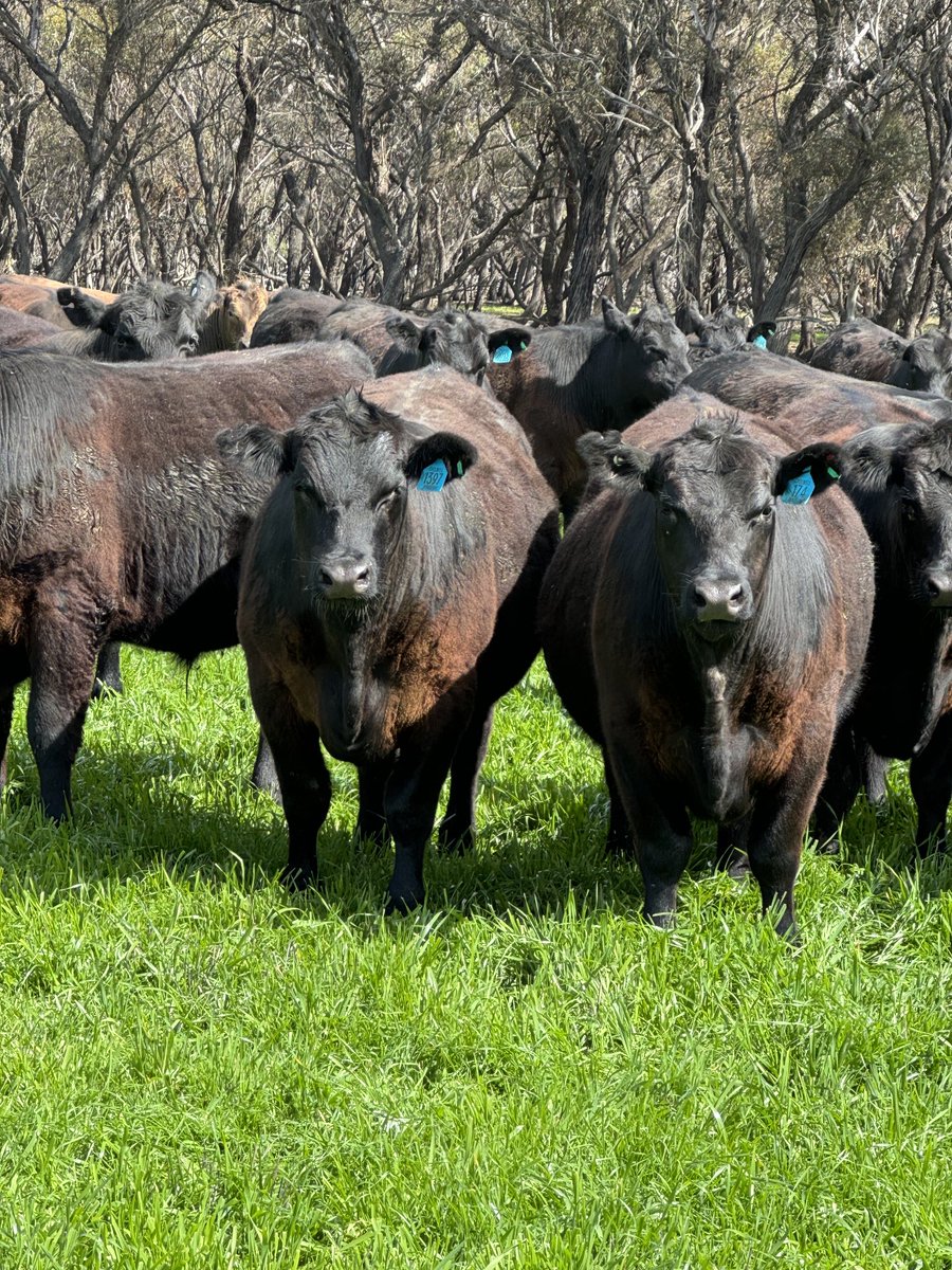 Simon Fowler tweet media