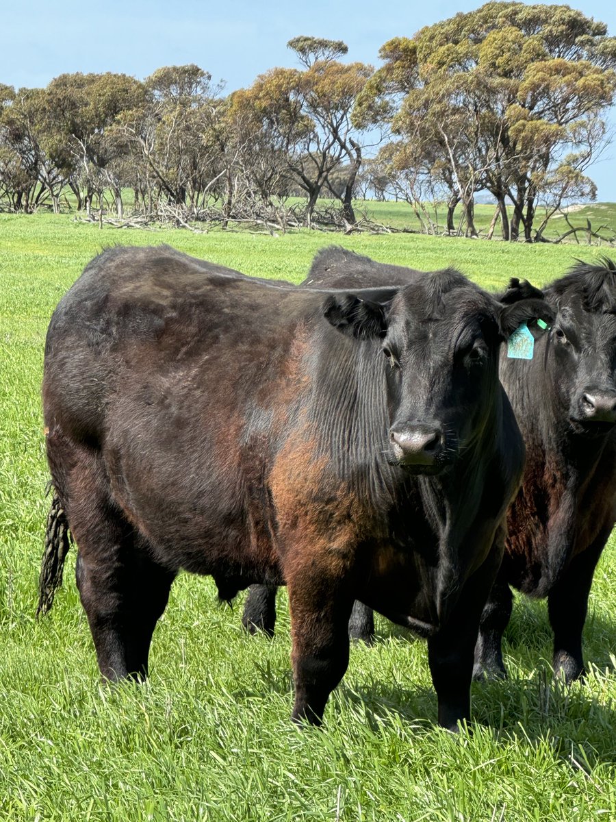 First grass steers ready to go, performed well with the virtual fencing collars in a very tough season.