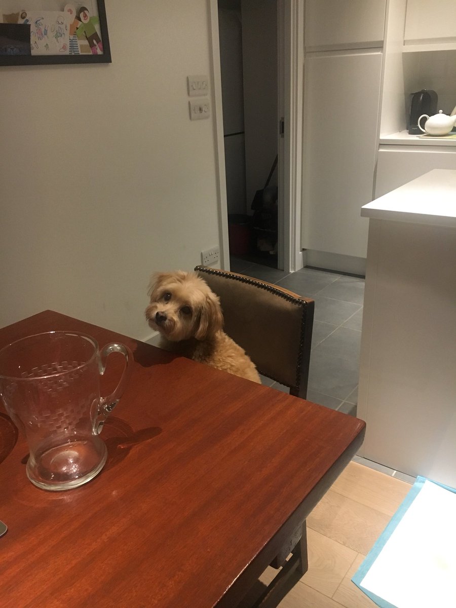 physio_motion's tweet photo. After their owner’s physio session, Rosie and Nella are patiently waiting for their turn. Rosie is giving Zoe the shy side-eye, politely saying, ‘I think it’s my turn now.’ Meanwhile, Nella is ready to go, holding out her paw like, ‘Excuse me, where’s my session?’#FurryFriday https://t.co/XPslyiEY6v