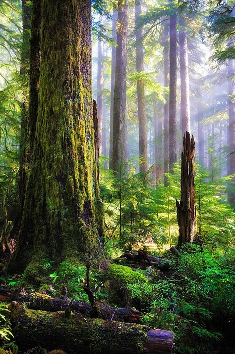 kicking_carbs's tweet photo. Light in the Forest, Olympic Peninsula, Washington #LightintheForest #OlympicPeninsula #Washington https://t.co/fZ2qrJ0ByQ https://t.co/YVvIkgkUAM