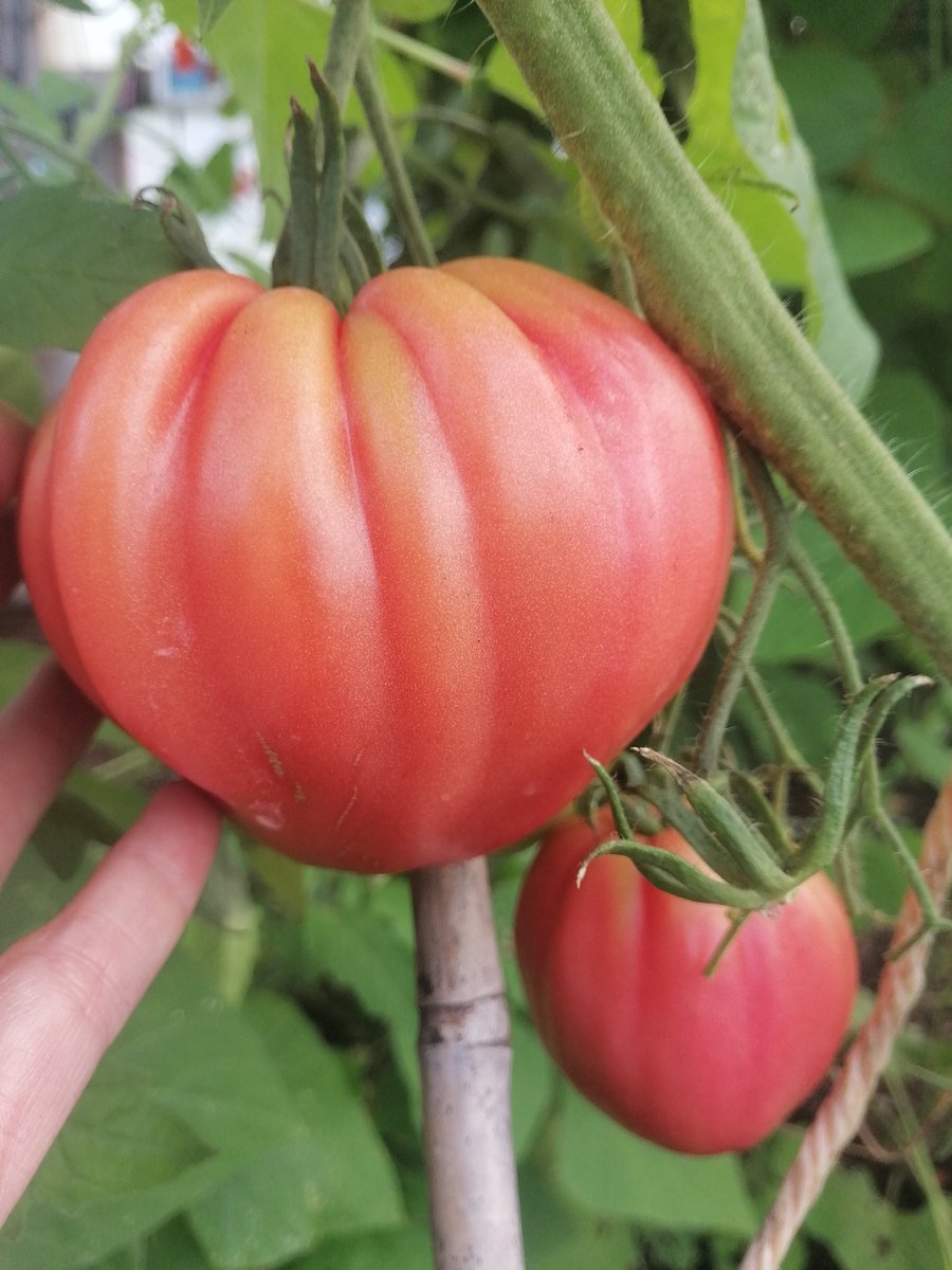 Welsh grapes, Italian Cuor Di bue tomatoes, Bangladeshi cucumber and spinach all available to pick freshly in the garden 😍Did you know that vegetables begin losing nutrients from the moment they picked? Buy local 😊