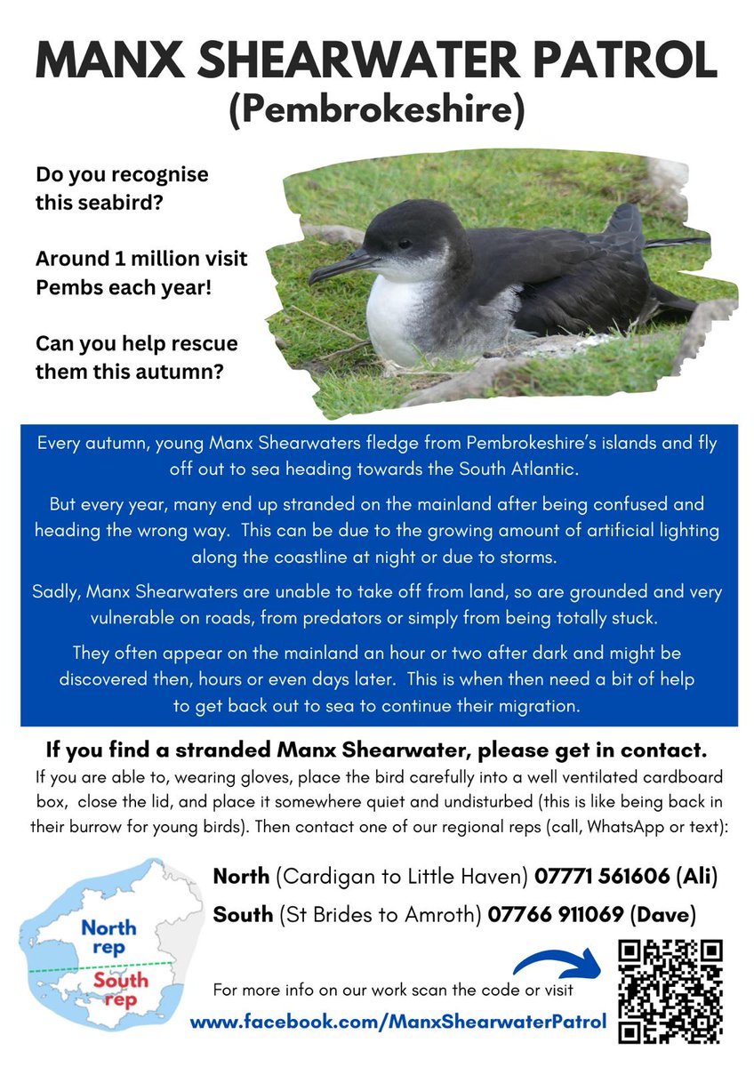 It's that time of year again. Please keep an eye out for grounded Manx Shearwater fledglings in Pembrokeshire and dim outside lights in coastal areas if possible