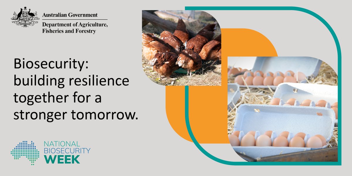 DAFFgov's tweet photo. Australia has a strong biosecurity system in place. We’re preparing to be as ready as we can if H5 HPAI virus reaches Australia.

👉 To learn more, visit: https://t.co/449EWxmAgN and https://t.co/dwf0nPgQAk

#BioWeekAU #Biosecurity #Australianbiosecurity #avianinfluenza https://t.co/q3N6wSW6BY