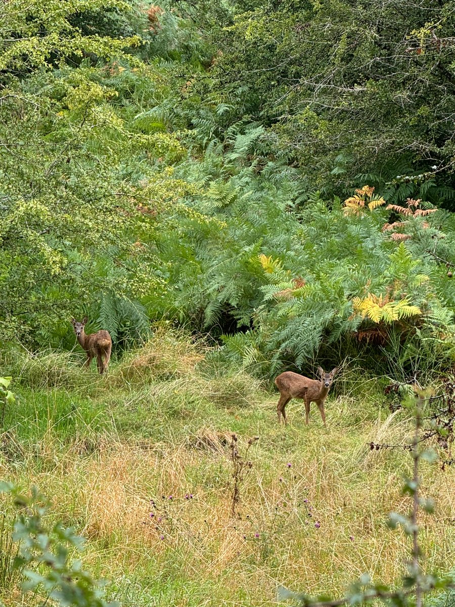 563 Aldo tweet media