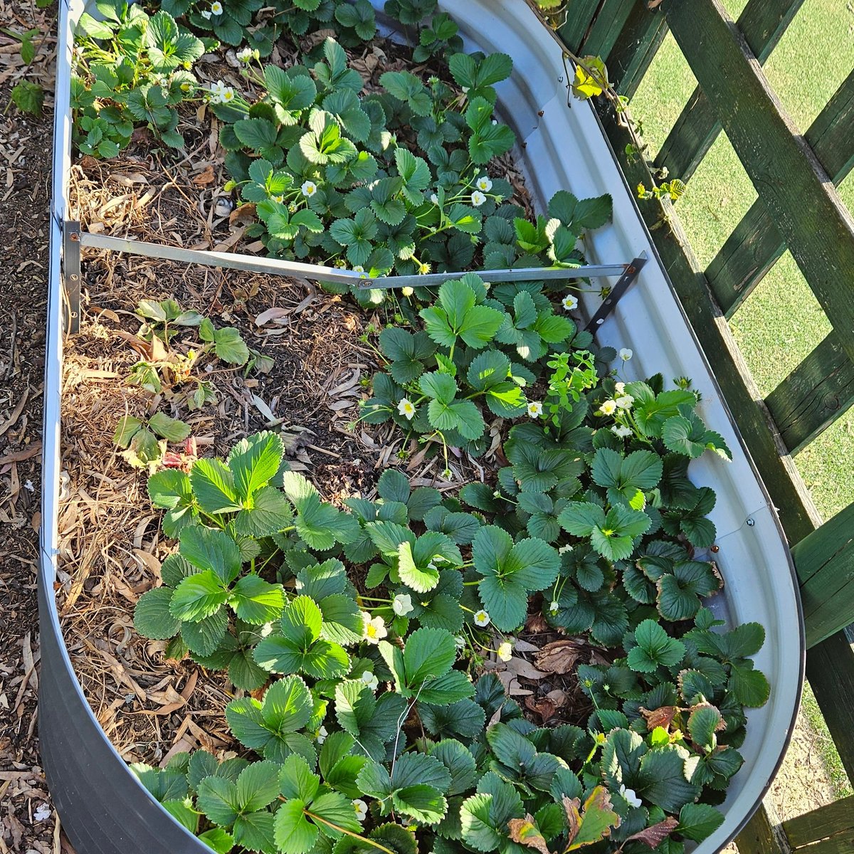 Inglerock Canteen tweet media