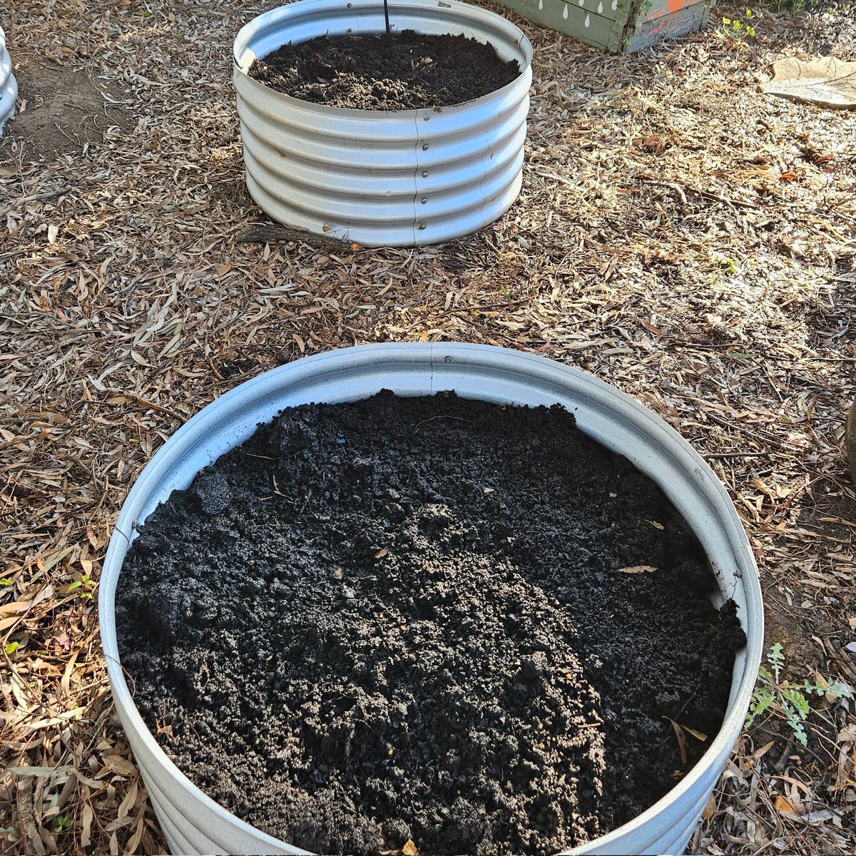 Inglerock Canteen (@ipsinglerock) on Twitter photo Strawberries going wild and potatoes planted! Spring is definitely in the air!!!
<a href="/IngleburnPs/">Ingleburn PS</a> Strawberries going wild and potatoes planted! Spring is definitely in the air!!!
<a href="/IngleburnPs/">Ingleburn PS</a>