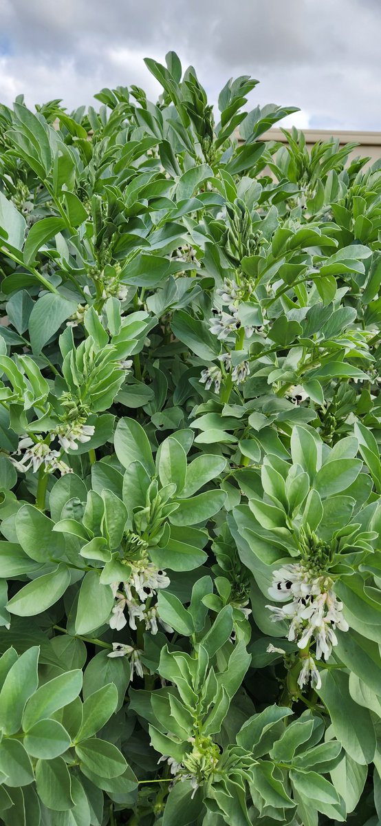 Simon Abbott - Agriculture and Dryland Salinity tweet media