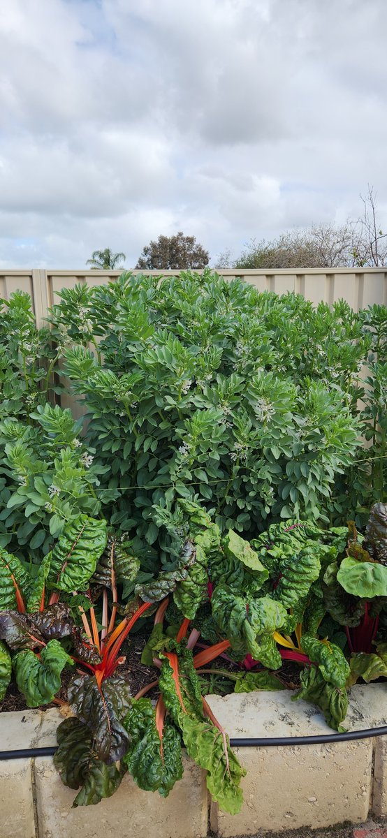 Simon Abbott - Agriculture and Dryland Salinity tweet media