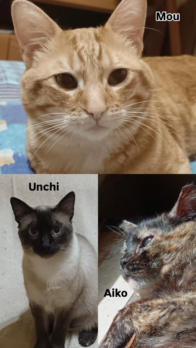 BigotisSos's tweet photo. Preciositats en adopció🤞🏻💛
Tina i Yoshi (any i mig): preferència adopció conjunta.
Paquito i Gordo (any i mig): imprescindible adopció conjunta.
Garfield (any i mig), Negret (1 any), Unchi (2 anys), Mou (any i mig) i Aiko (2 anys)
X adoptar o + info Whatsapp 611 262 013 #ADOPTA https://t.co/uNddpKR4xn