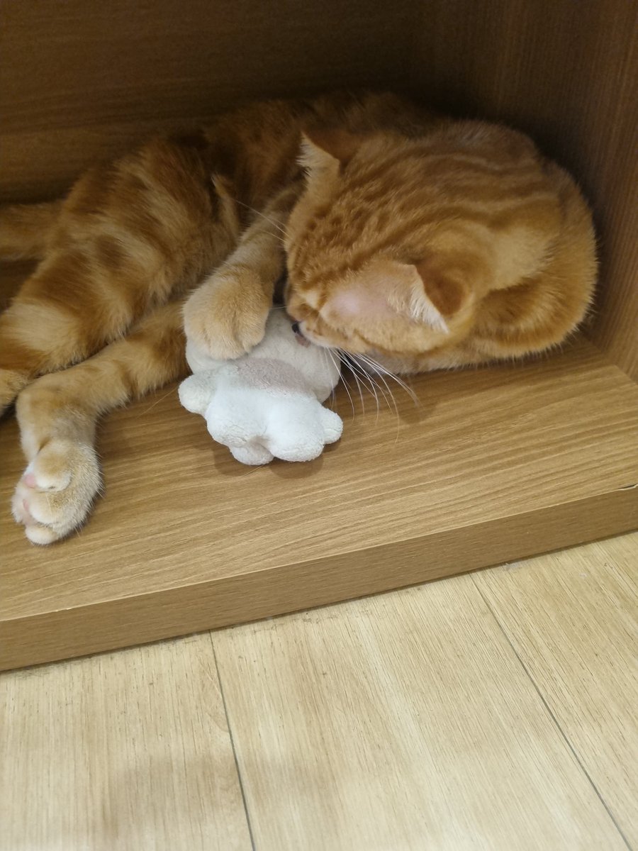 恋の予感 tweet media