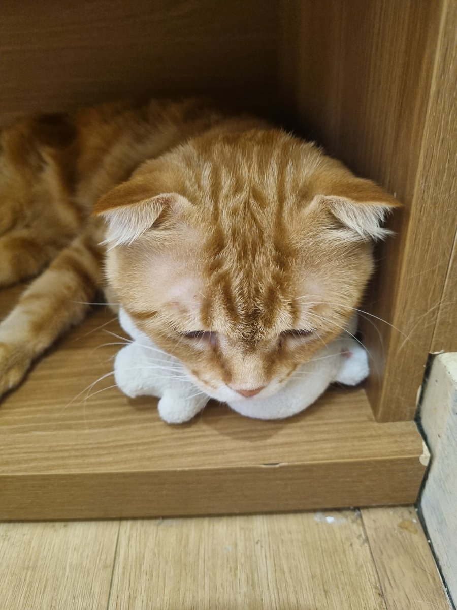 恋の予感 tweet media