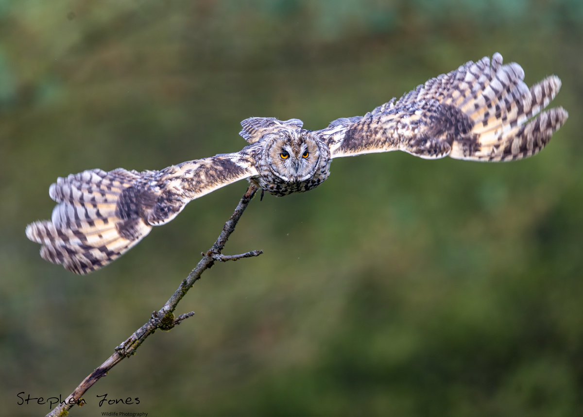 sjoneswildlife's tweet photo. @kirola_hemant https://t.co/bPW5qh1HXc