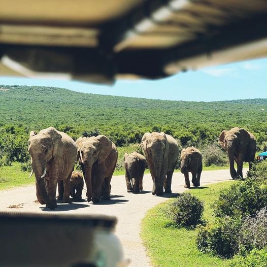 Just another day getting caught in an elephant traffic jam! Who knew rush hour could be this majestic?🐘📷our_littleword  #AddoElephantNationalPark #LiveYourWild <a href="/SANParks/">SANParks</a>