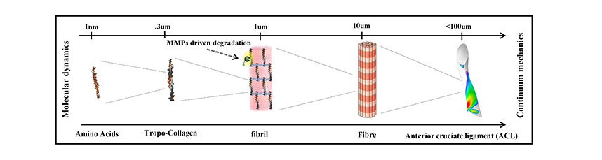 gan_aries's tweet photo. #eCM 📢Paper sharing from @eCM_Journal 

📖Title:"Biomechanics of the anterior cruciate ligament under simulated molecular degradation"

👏Welcome to your reading
https://t.co/NFR6MzAXdZ

#Anterior_Cruciate_Ligament #ACL #finite_elements
#Molecular_Dynamic #tropocollagen #fibrils https://t.co/xxxKpM4Vbk