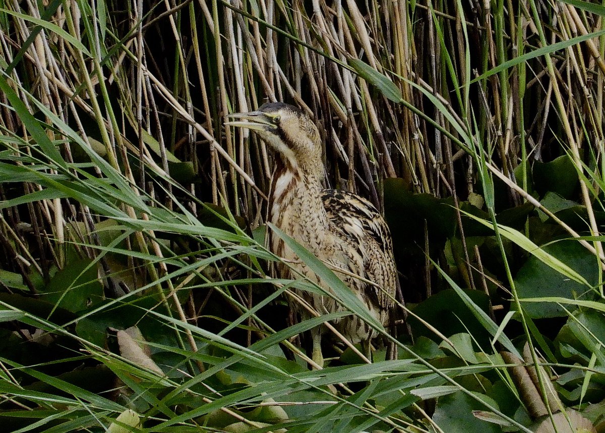 NeilSimms1's tweet image. Bittern at Nosterfield, reed bed screen yesterday morning @nybirdnews @teesbirds1 @DurhamBirdClub
