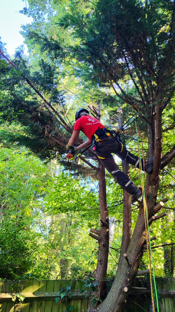 PrimaryTreeSurg's tweet photo. Great progress in practical climbing by trainee tree surgeon TN. 

He’ll be ready and confident to pass his next formal accredited training in a few months time 😊

#treesurgery #treesurgeon #trainonthejob https://t.co/ctNld53Ckf
