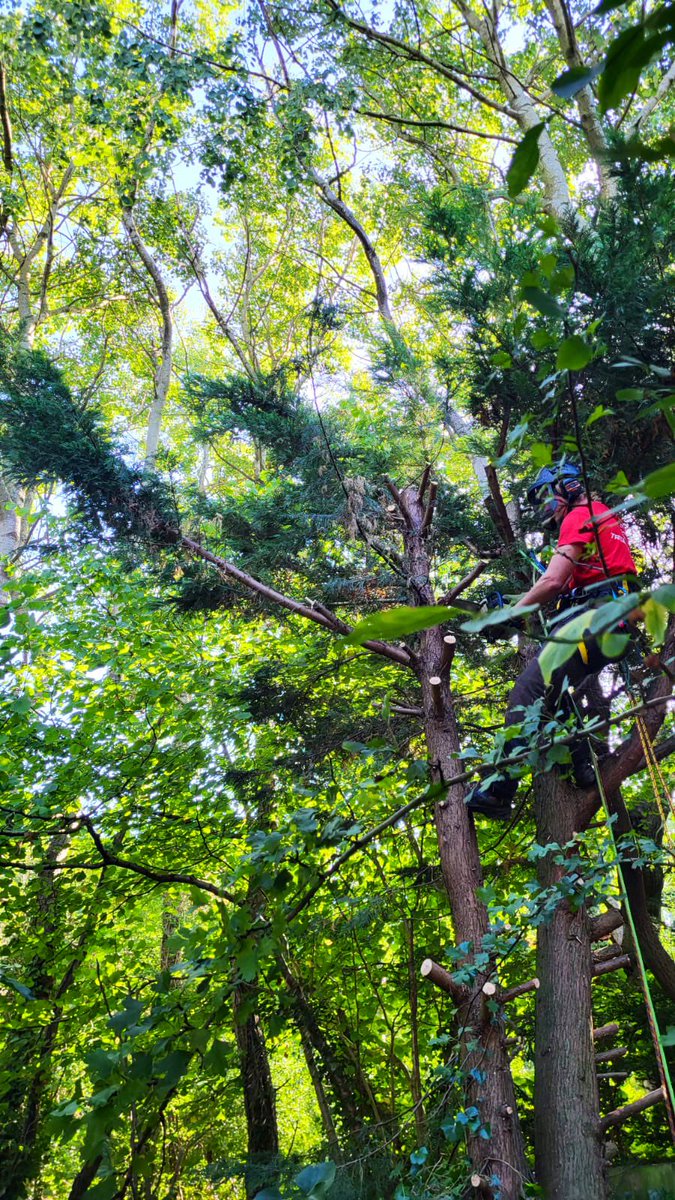 PrimaryTreeSurg's tweet photo. Great progress in practical climbing by trainee tree surgeon TN. 

He’ll be ready and confident to pass his next formal accredited training in a few months time 😊

#treesurgery #treesurgeon #trainonthejob https://t.co/ctNld53Ckf