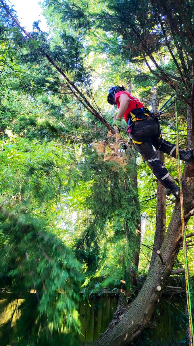 PrimaryTreeSurg's tweet photo. Great progress in practical climbing by trainee tree surgeon TN. 

He’ll be ready and confident to pass his next formal accredited training in a few months time 😊

#treesurgery #treesurgeon #trainonthejob https://t.co/ctNld53Ckf