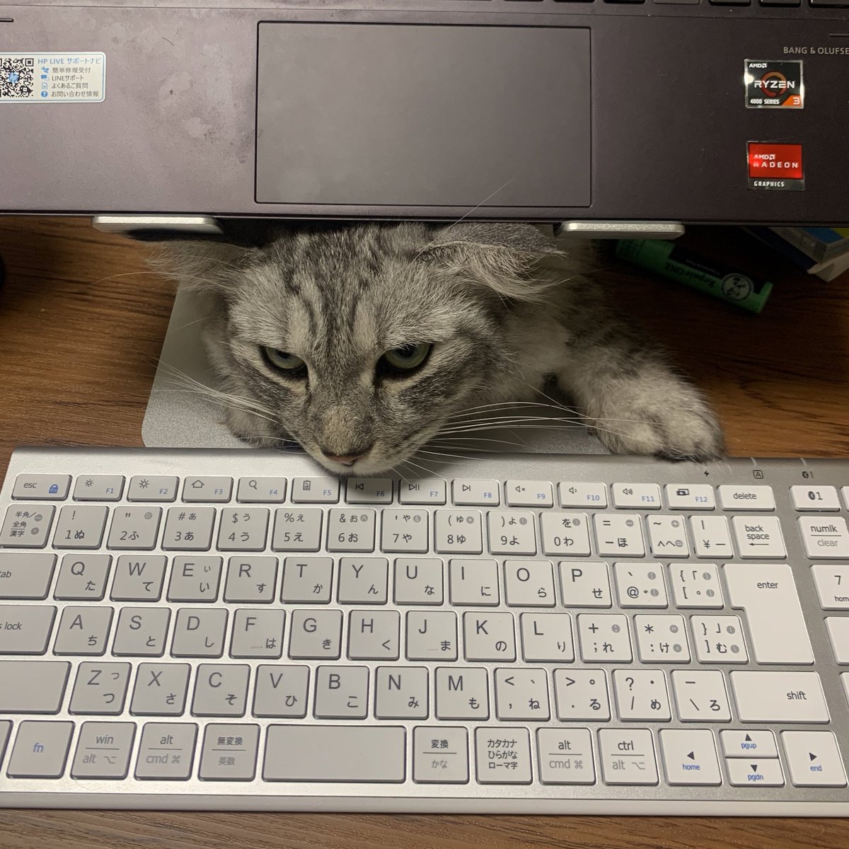 fkmn0330's tweet photo. 仕事してたら台の下から生えてきた https://t.co/HBpVtzxedc