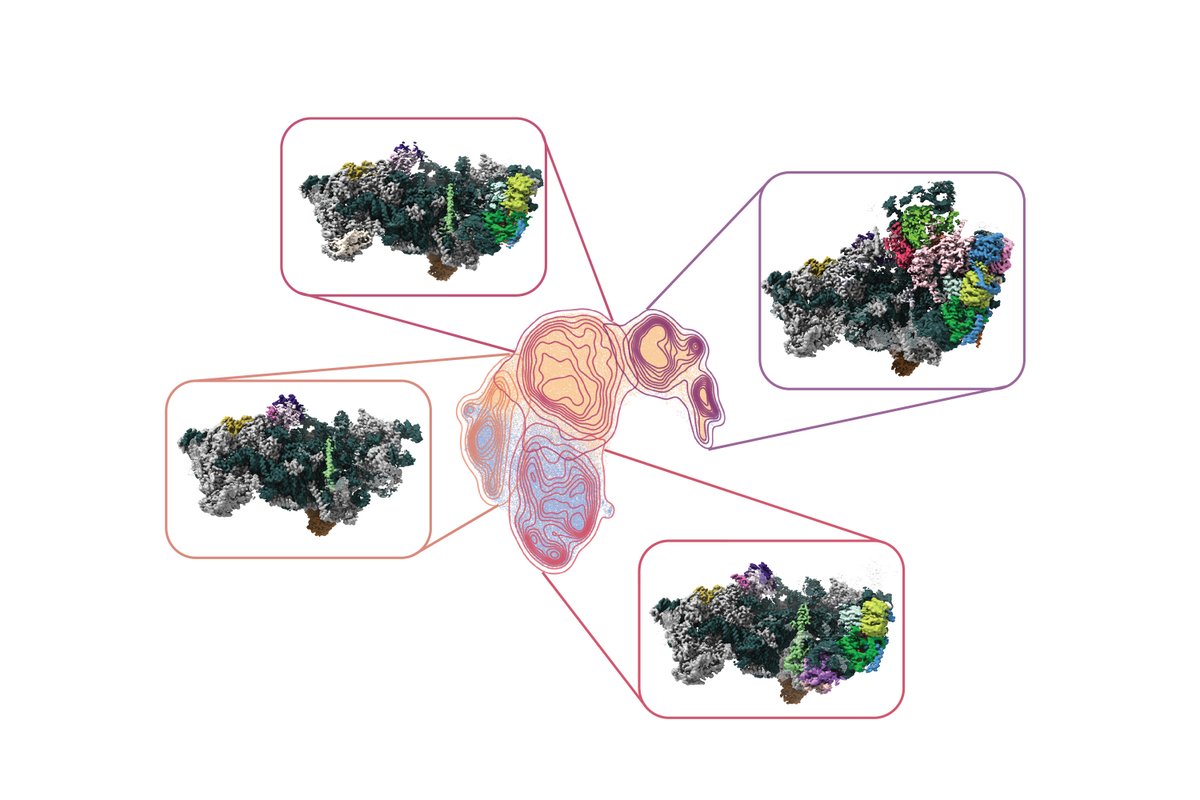 IMP (@impvienna) on Twitter photo Our <a href="/HaselbachLab/">Haselbach lab</a>, in collaboration with <a href="/UniGraz/">Uni Graz/University of Graz</a>, has characterised a new inhibitor of ribosome biogenesis. 
 
The study expands the chemical toolbox of known inhibitors with potential applications in both basic and applied research.
 
Read more: imp.ac.at/news/article/e… Our <a href="/HaselbachLab/">Haselbach lab</a>, in collaboration with <a href="/UniGraz/">Uni Graz/University of Graz</a>, has characterised a new inhibitor of ribosome biogenesis. 
 
The study expands the chemical toolbox of known inhibitors with potential applications in both basic and applied research.
 
Read more: imp.ac.at/news/article/e…