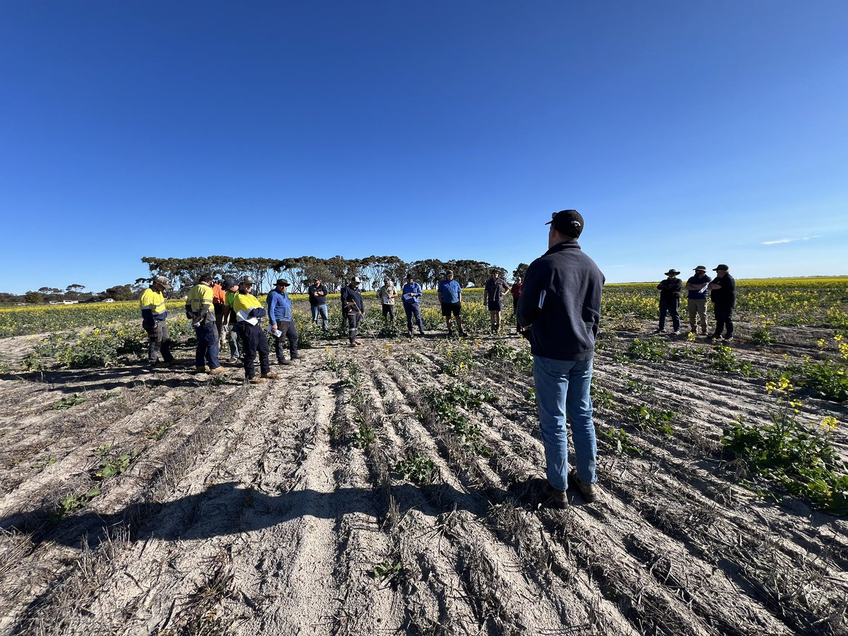 GRDC Canola Establishment Field Walk in Esperance! 🌱 Looking at SE14 rate responses and angle sowing. With Farm &amp; General <a href="/GMcMeikan/">Giles</a> <a href="/agromons/">Monica Field</a> <a href="/theGRDC/">GRDC</a>